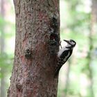 Buntspecht mit Jungvogel