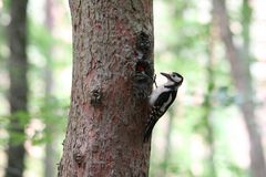 Buntspecht mit Jungvogel