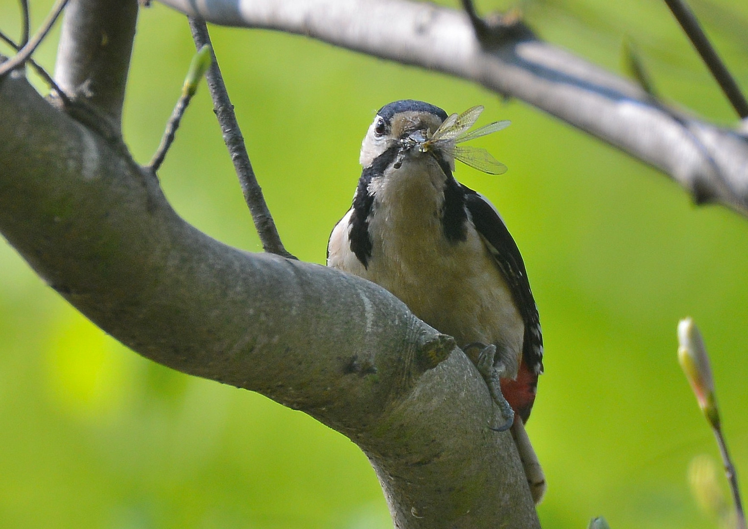 Buntspecht mit Libelle