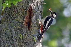 Buntspecht mit Maikäfer