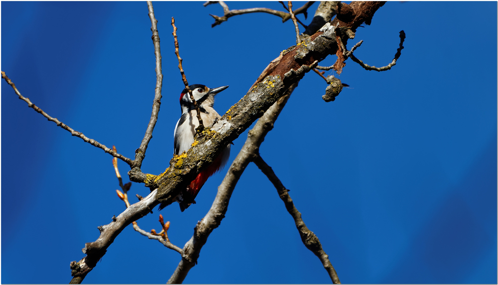 Buntspecht / Picidae