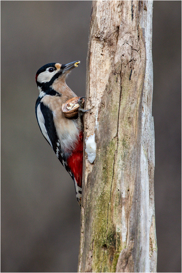 Buntspecht (Picoides major)  -2-