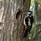 Buntspecht - Picoides major 27.05.23-002