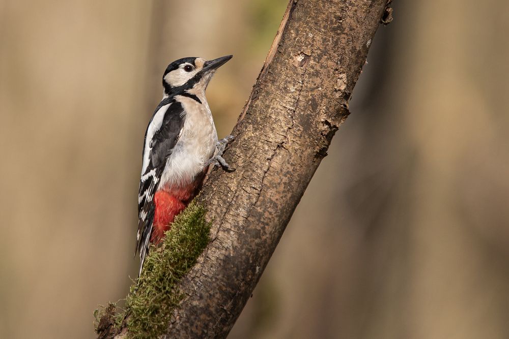 Buntspecht (Picoides major) -3-