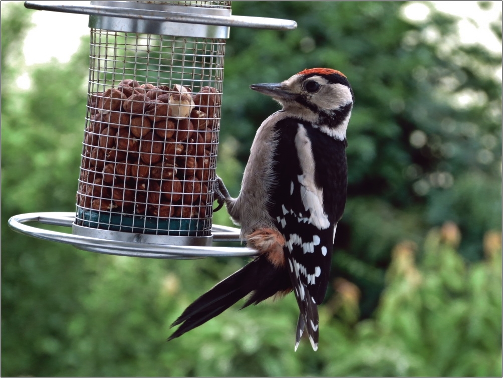 Buntspecht (Picoides major)