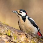 Buntspecht (Picoides major)