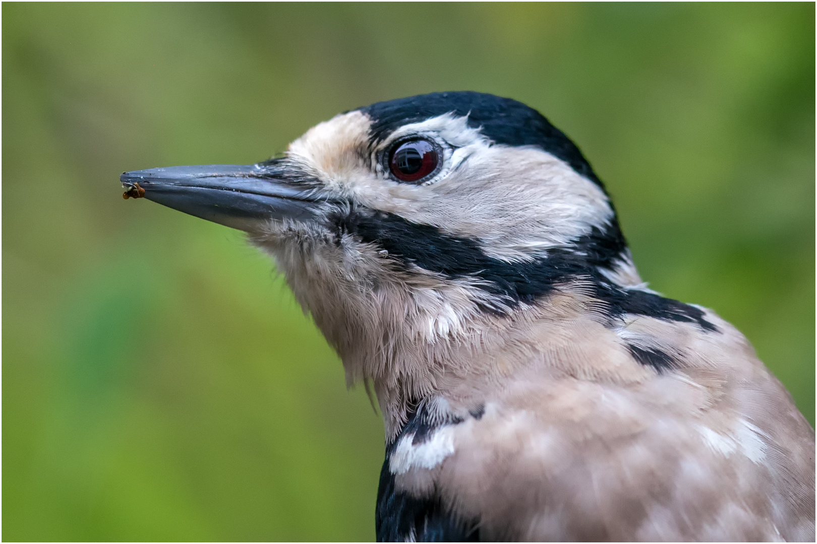 Buntspecht - Portrait  .....