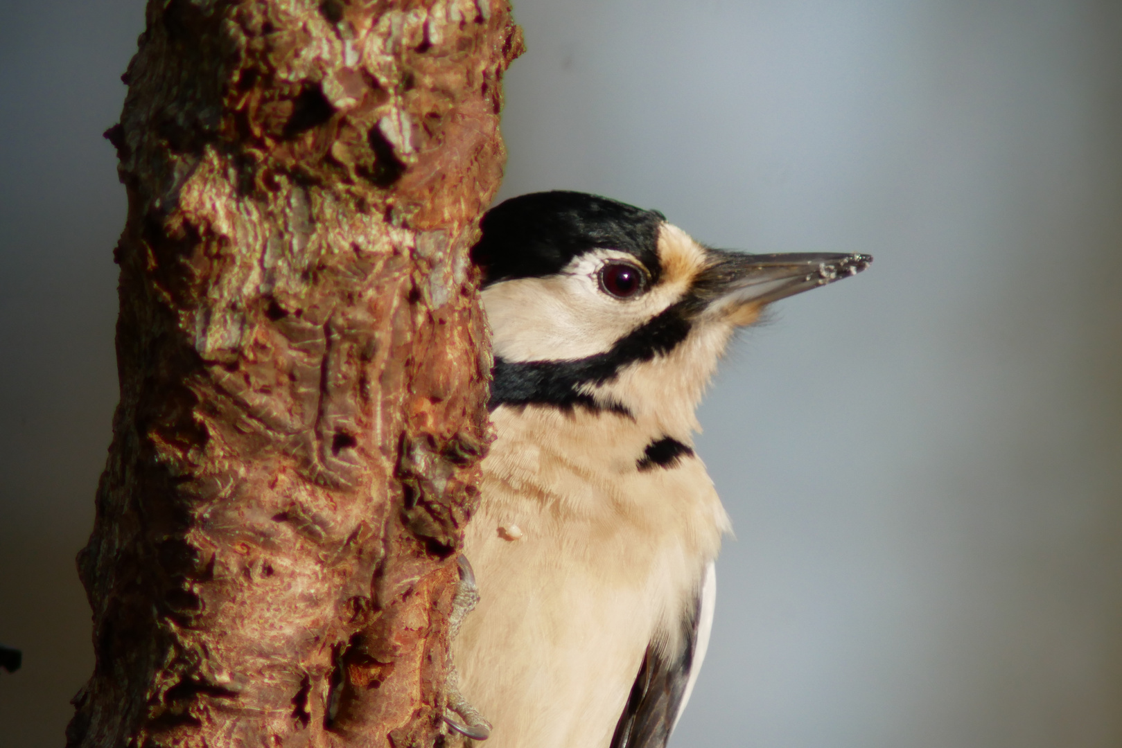 Buntspecht Portrait 