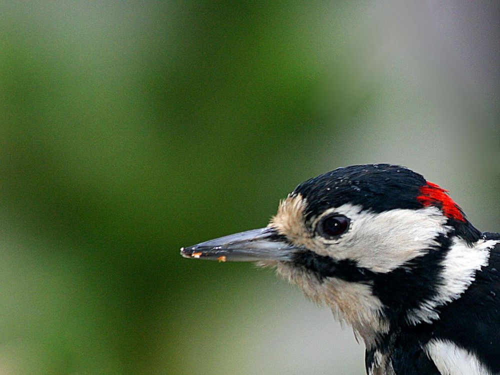 Buntspecht-Portrait