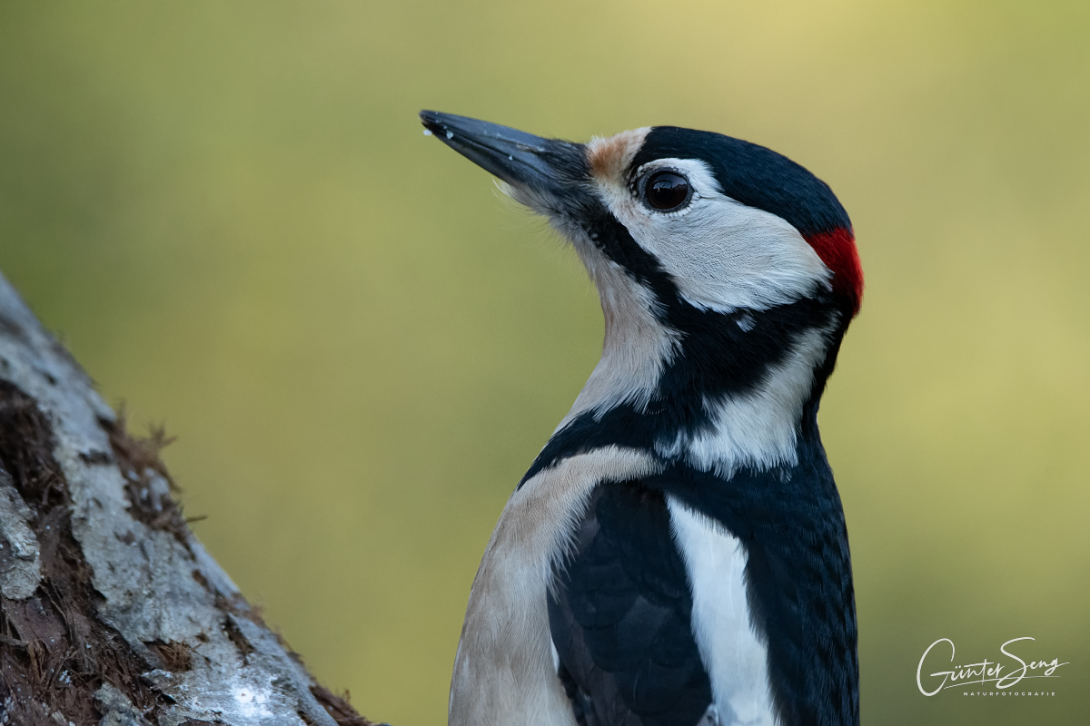 Buntspecht Porttrait