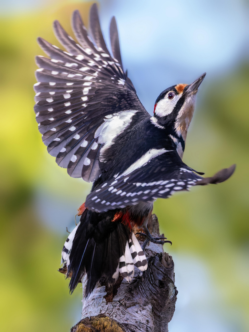 Buntspecht - ready for takeoff