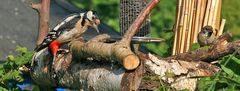 Buntspecht Senior kommt lieber allein und nur die frechsten bleiben da