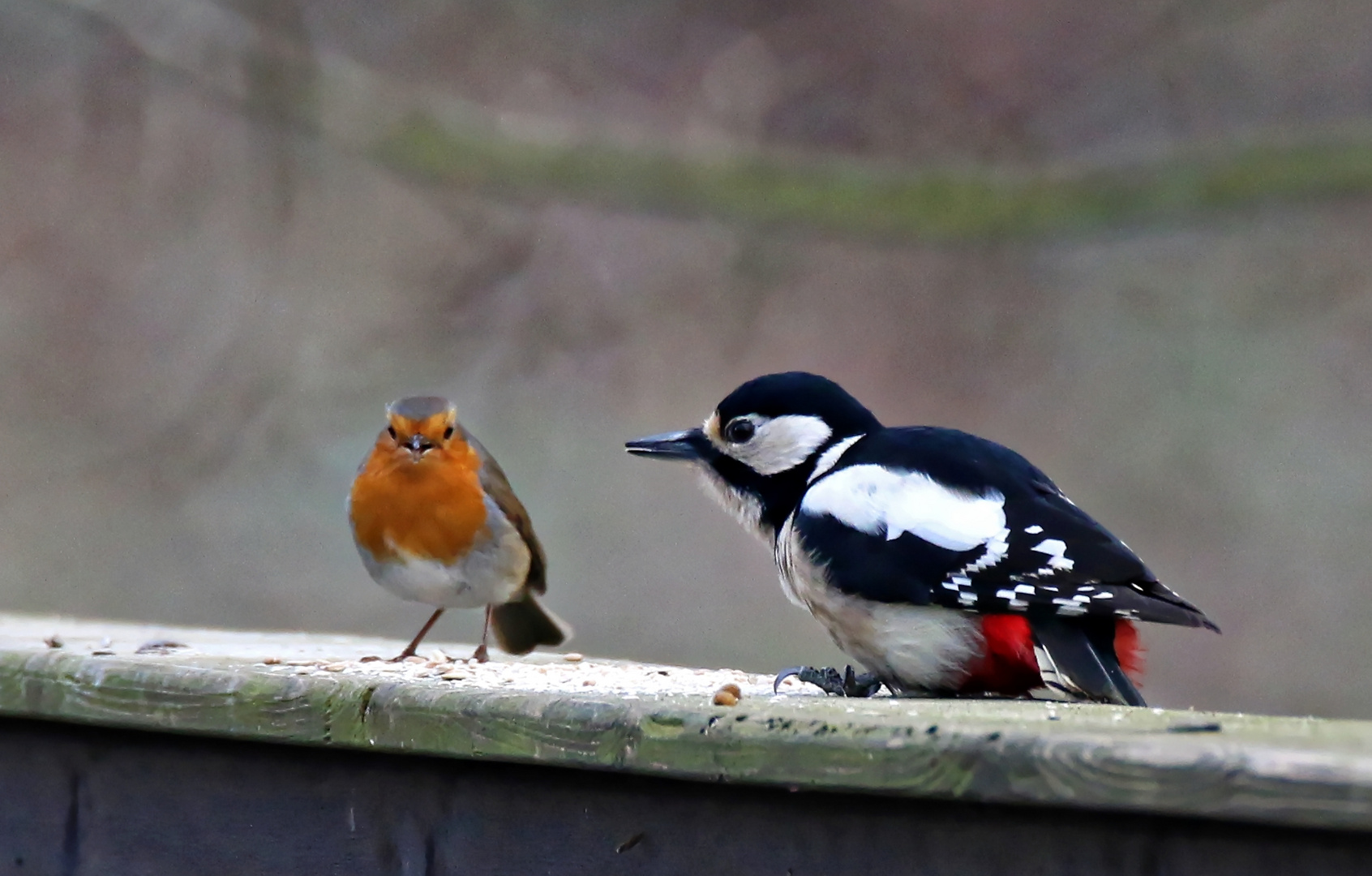 Buntspecht spricht mit Rotkehlchen