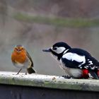 Buntspecht spricht mit Rotkehlchen