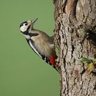 Buntspecht -  steter Gast  im Garten