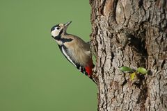 Buntspecht -  steter Gast  im Garten