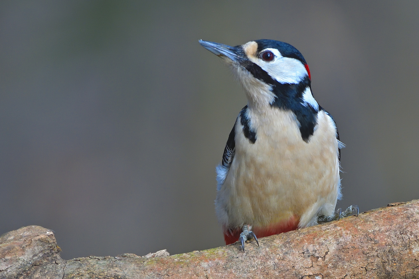 Buntspecht Teilportrait