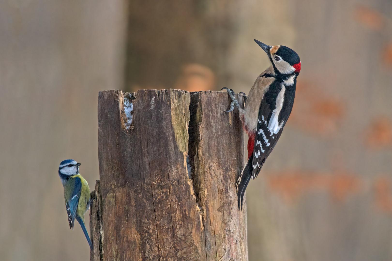 Buntspecht trifft Blaumeise