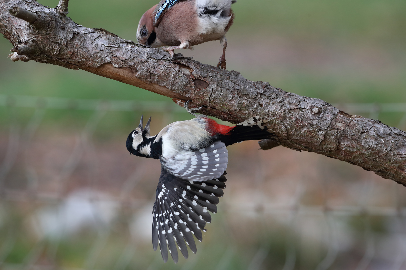 Buntspecht und Eichelhäher