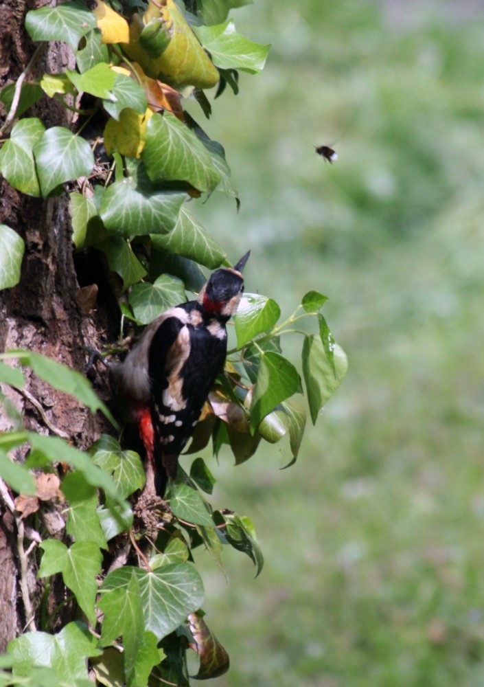 Buntspecht und Hummel