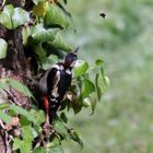 Buntspecht und Hummel