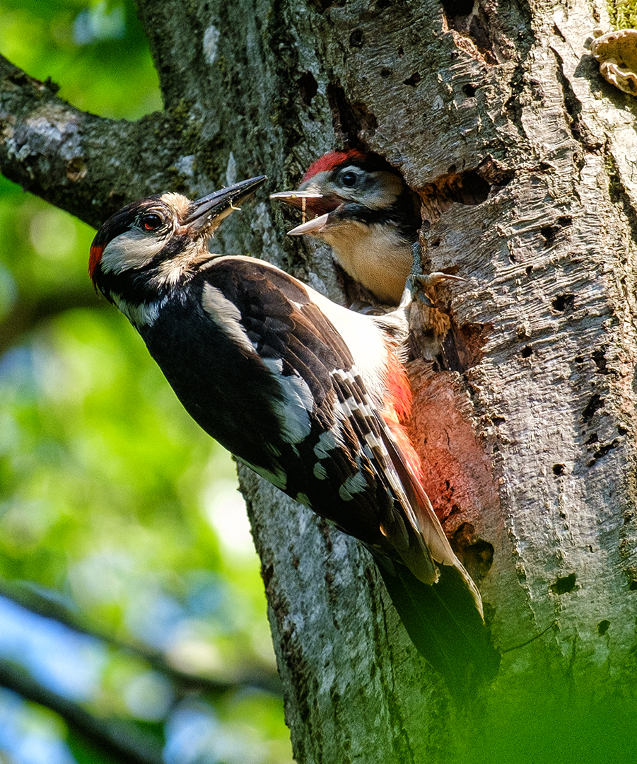 Buntspecht und Küken, bei der Fütterung