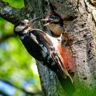 Buntspecht und Küken, bei der Fütterung