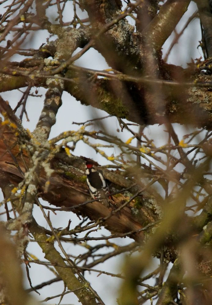 Buntspecht versteckt!