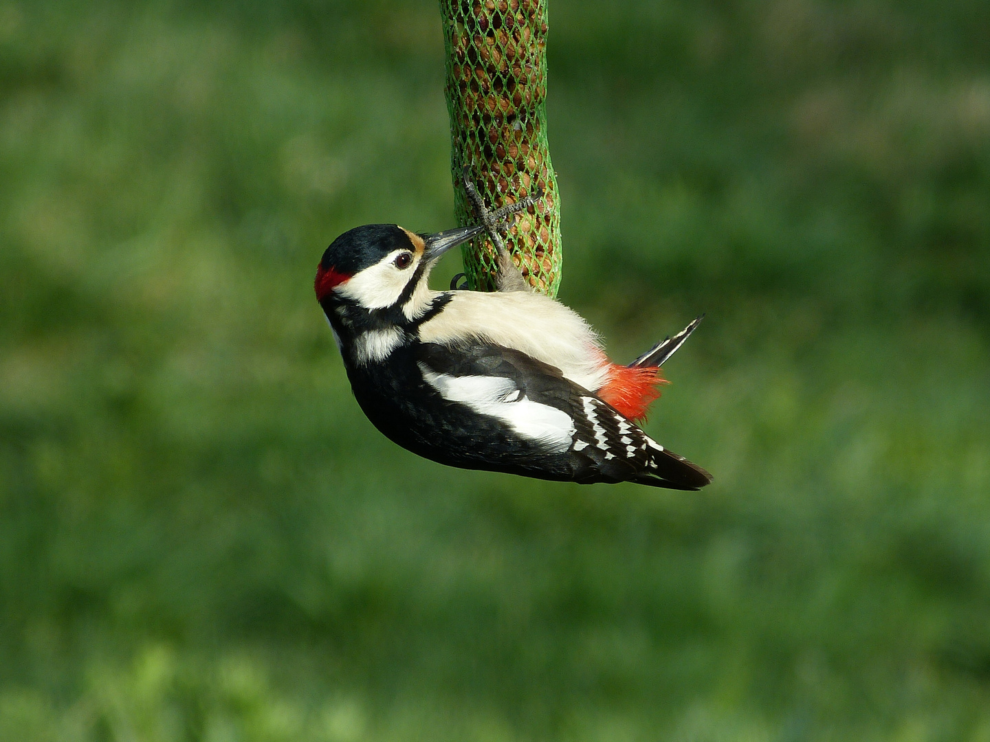 Buntspecht Vogel des Jahres