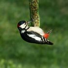 Buntspecht Vogel des Jahres