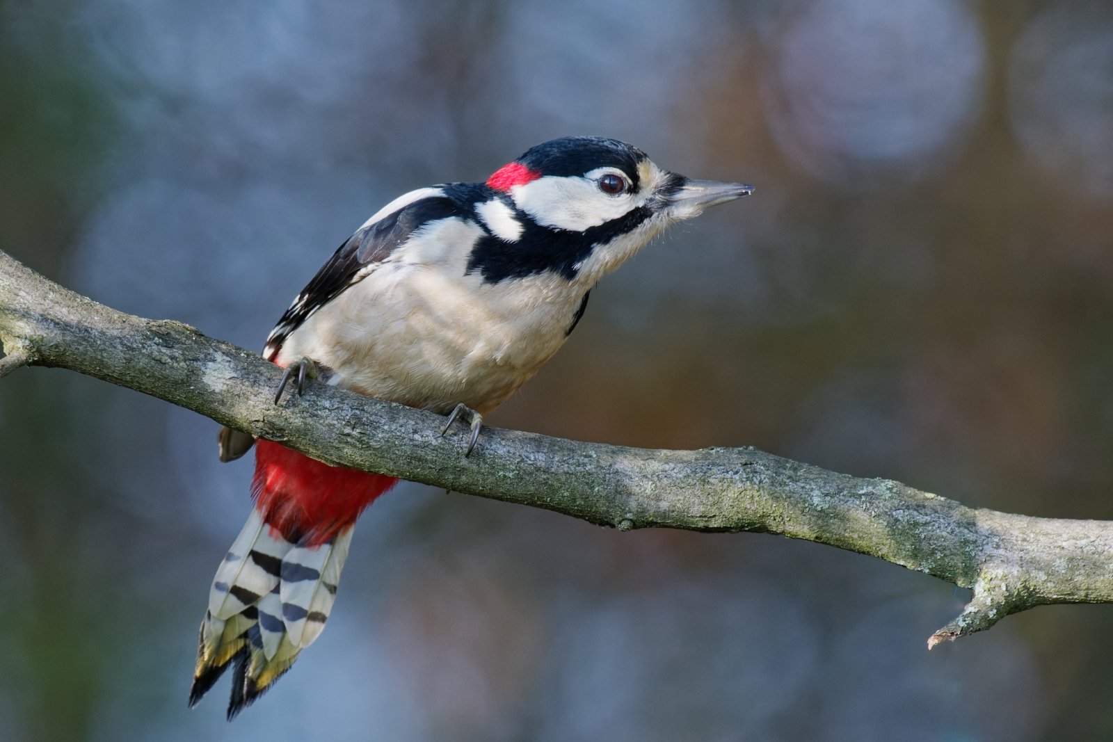 Buntspecht vor Abflug