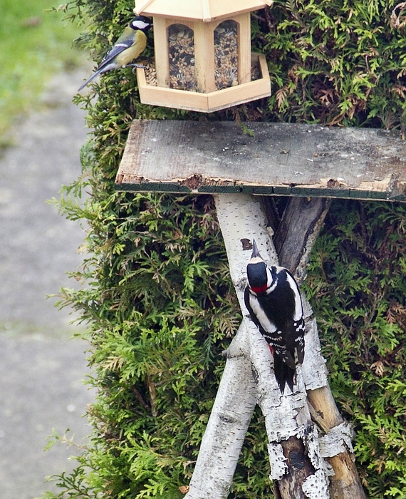 Buntspecht vs. Kohlmeise