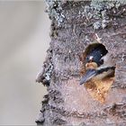 Buntspecht Weibchen