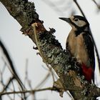 Buntspecht Weibchen