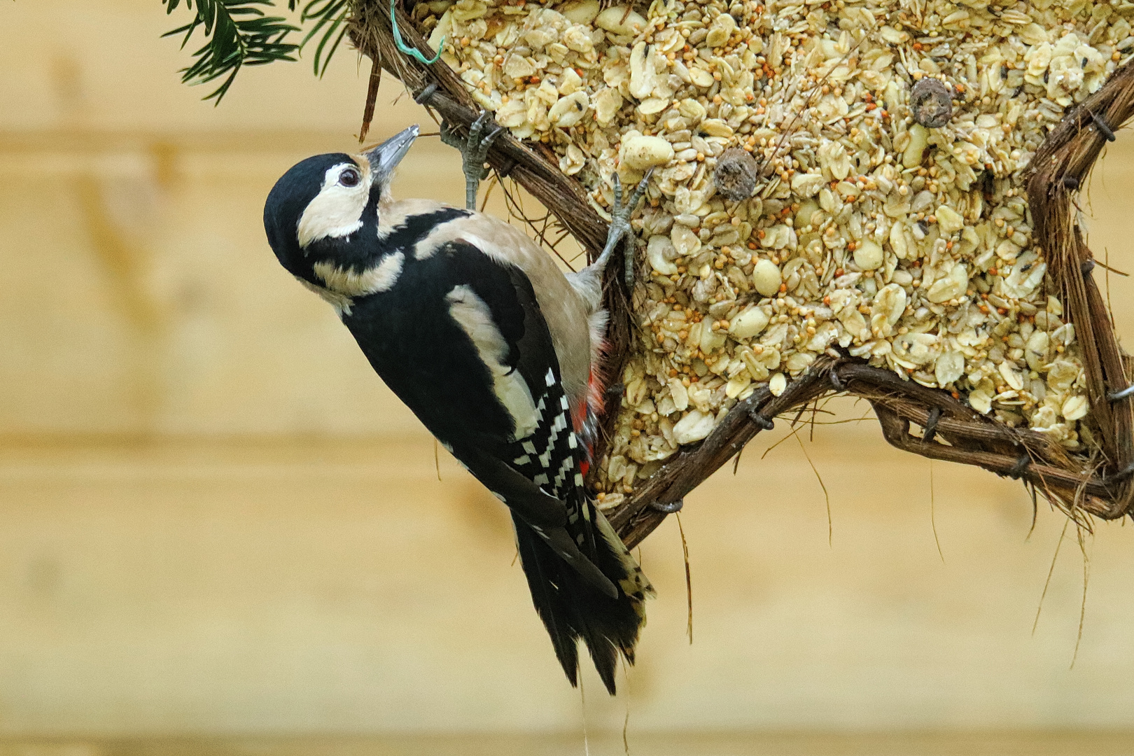 Buntspecht Weibchen