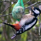 Buntspecht Weibchen