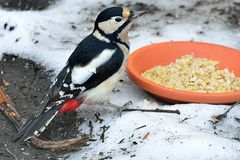 Buntspecht- Weibchen