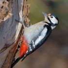 Buntspecht Weibchen (Dendrocopos major)