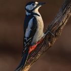 Buntspecht Weibchen - Dendrocopos major