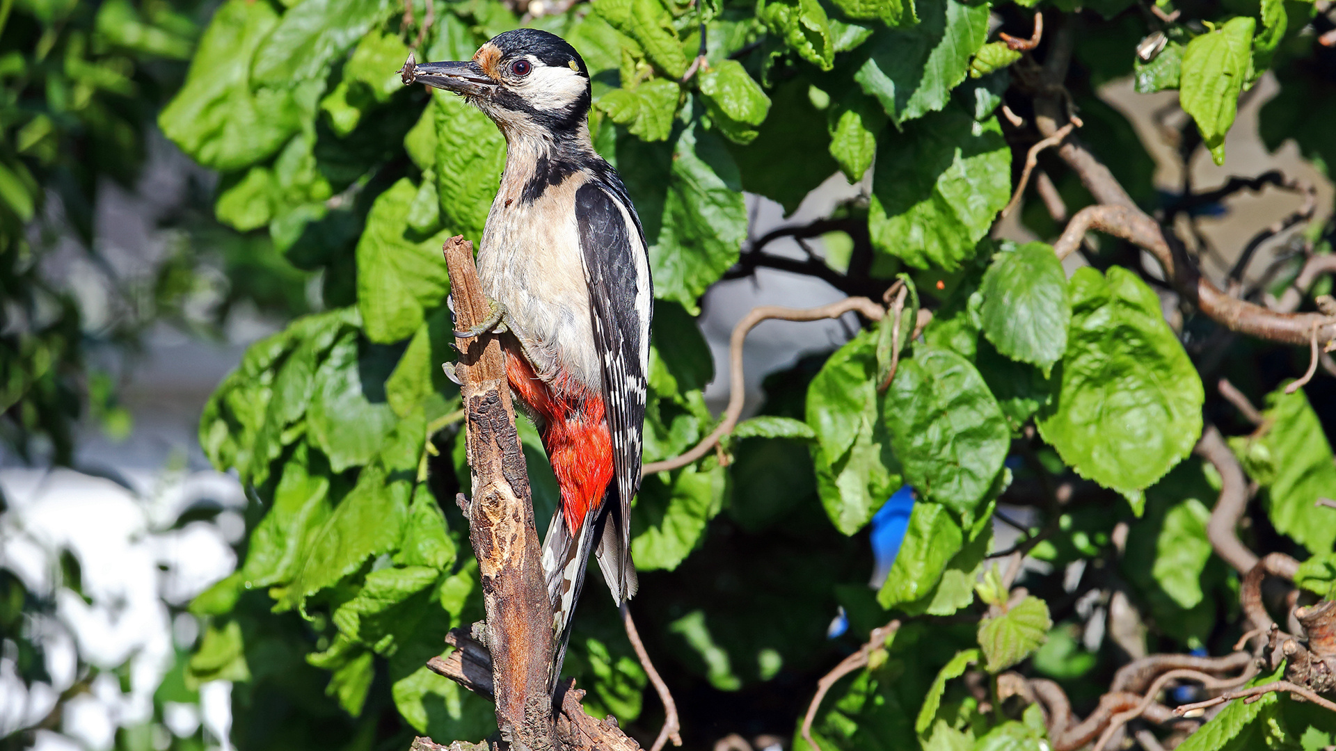 Buntspecht Weibchen-Dendrocopus major liebt auch....