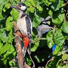 Buntspecht Weibchen-Dendrocopus major liebt auch....