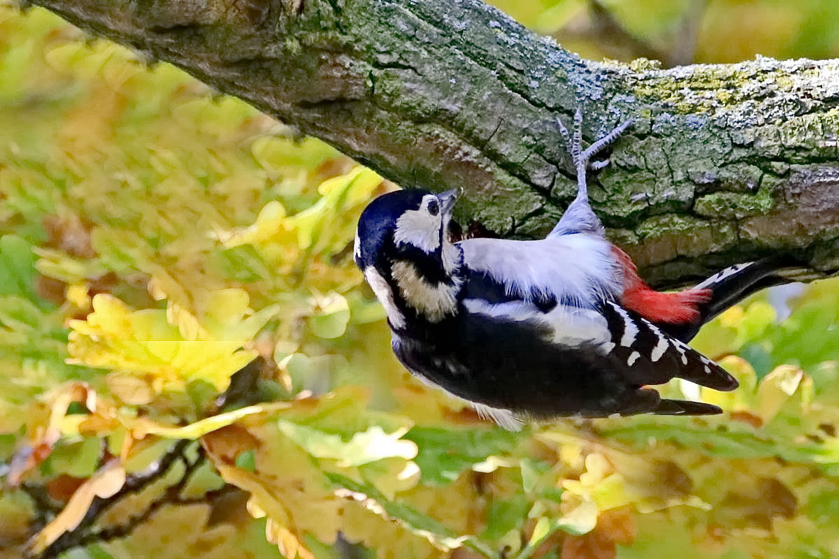 Buntspecht [Weibchen]