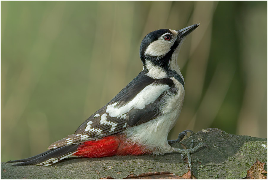 Buntspecht - Weibchen (Picoides major)