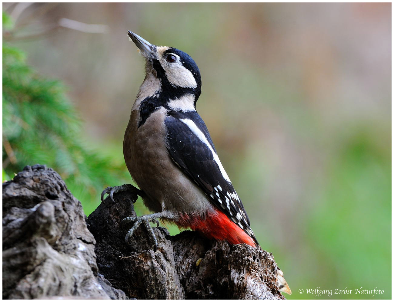 --- Buntspecht weibl.. --- ( Dendroccopos major )