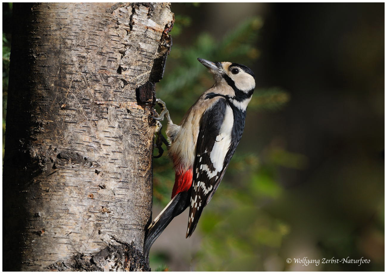 --- Buntspecht weiblich --- ( Dendrocopoos major )