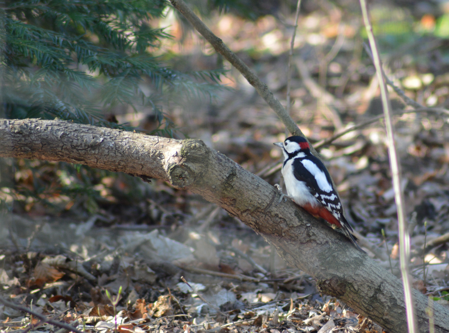 Buntspecht / Woodpecker