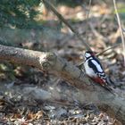 Buntspecht / Woodpecker