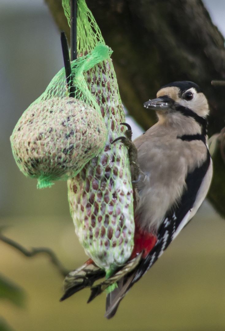 Buntspecht zu Besuch