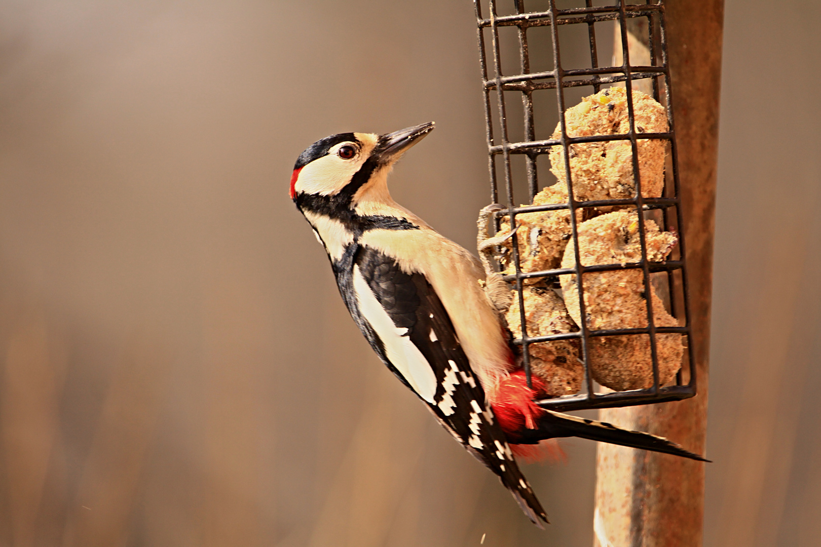 Buntspecht zu Besuch