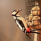 Buntspecht zu Besuch